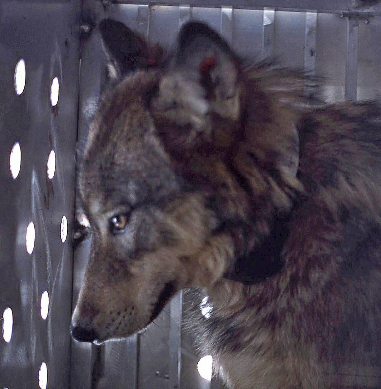 Wolf No. 7